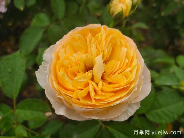 中國月季：歐洲玫瑰花的祖宗，為世界園藝做出了巨大貢獻(圖2)