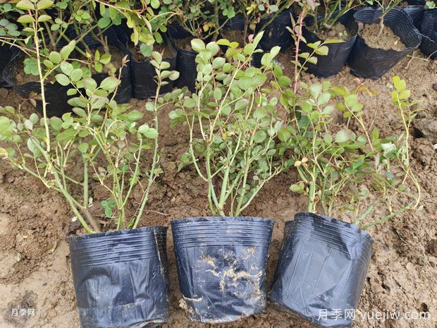 月季花苗什么時候批發(fā)購買合適？(圖2)