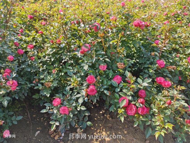 夏季苗木防護，有哪些要牢記的知識點？(圖1)