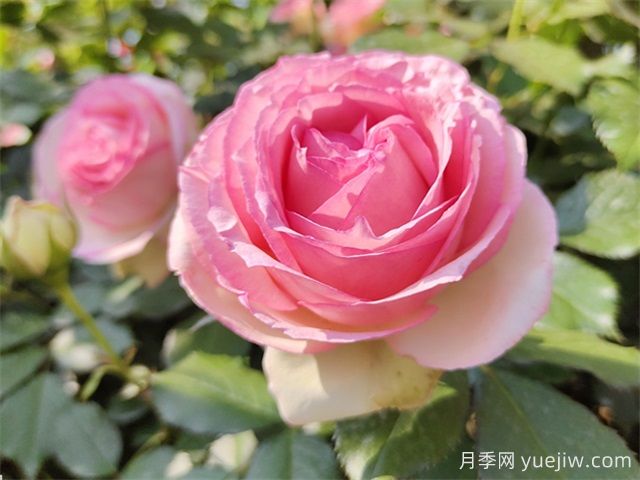 北京什么月季品種又美又優(yōu)秀？帶你來(lái)看(圖9)