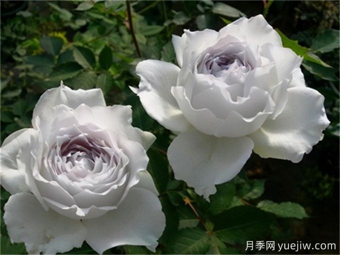 推薦11個香味濃郁的月季品種，開花令人陶醉(圖4)