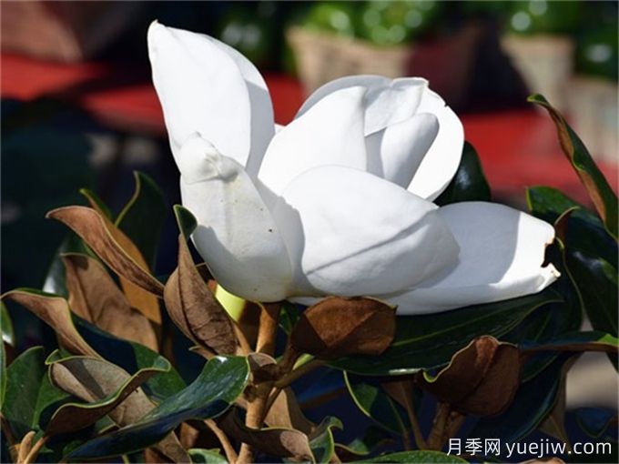 廣玉蘭簡介，廣玉蘭應用和養(yǎng)護(圖1)