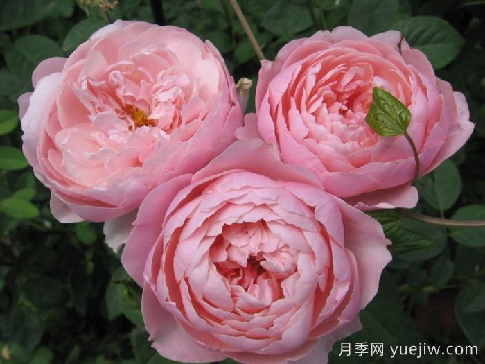 安妮克城堡月季，花姿優(yōu)雅，色彩迷人(圖2)