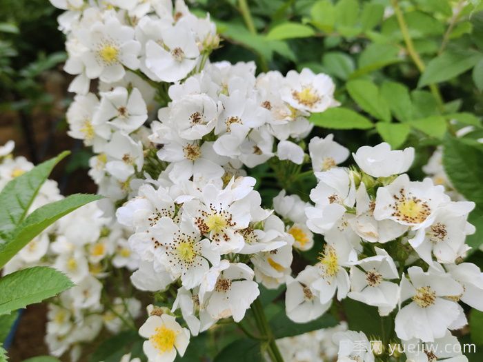 月季、玫瑰與薔薇，究竟誰是源頭？(圖1)