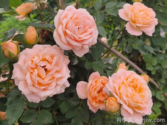 怎樣使盆栽月季交替開花？通過花期調(diào)控(圖1)