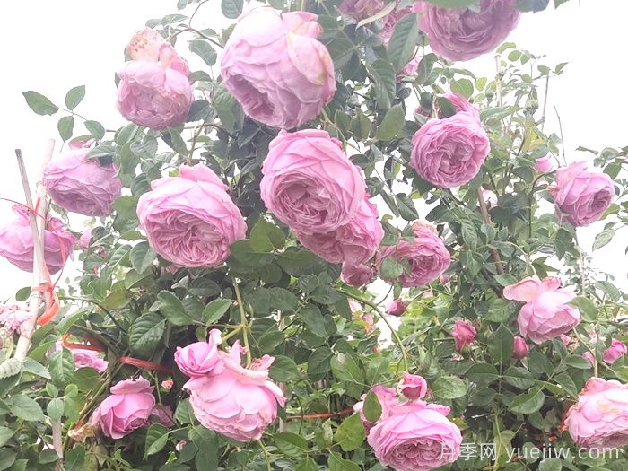 自由精神月季怎樣能開花多？(圖1)