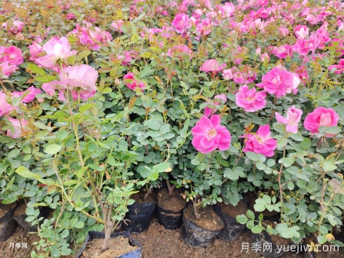 春花修剪晚一步，月季復花差別一大截(圖1)