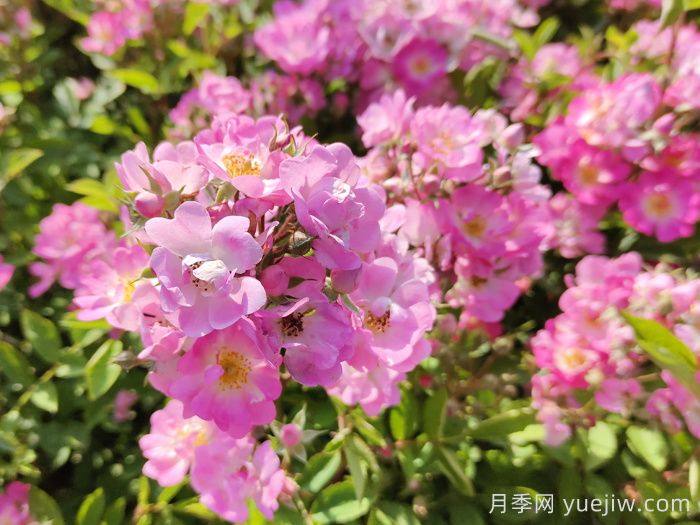 10分鐘學(xué)會月季養(yǎng)法，高手經(jīng)驗總結(jié)(圖2)