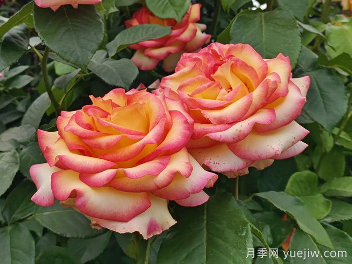 10分鐘學(xué)會月季養(yǎng)法，高手經(jīng)驗總結(jié)(圖1)