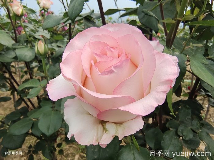 艾莎玫瑰屬于什么檔次？(圖1)