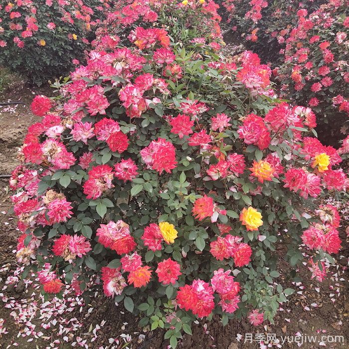 藤本月季造型花球冠幅1米價格(圖2)