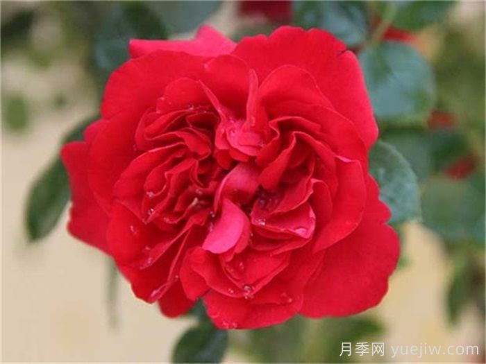 魯碩紅月季介紹和優(yōu)缺點(diǎn)(圖1)